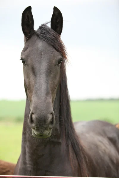 Фрізської кінь дивиться на вас — стокове фото
