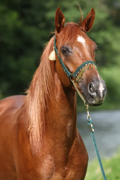Hermoso caballo árabe con buen halter show — Foto de Stock