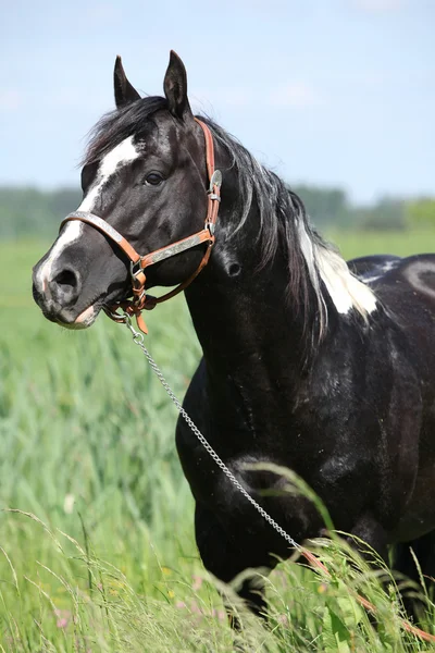 Pintar caballo semental con halter occidental en los pastos — Foto de Stock