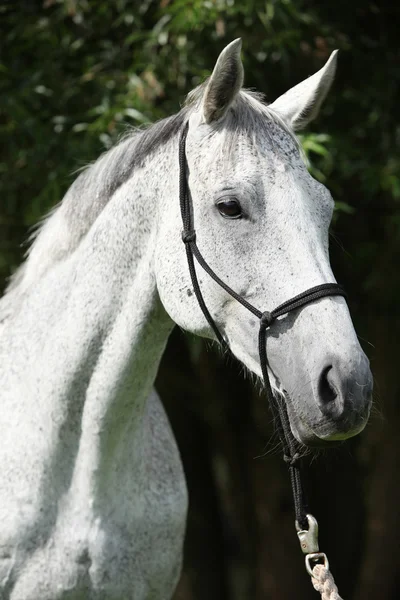 Portrait of white English Thoroughbred horse — Stock Photo, Image