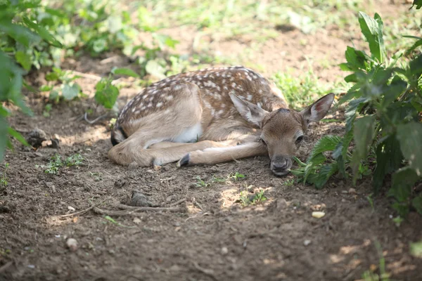 Young small buck lying down — Stock Photo, Image