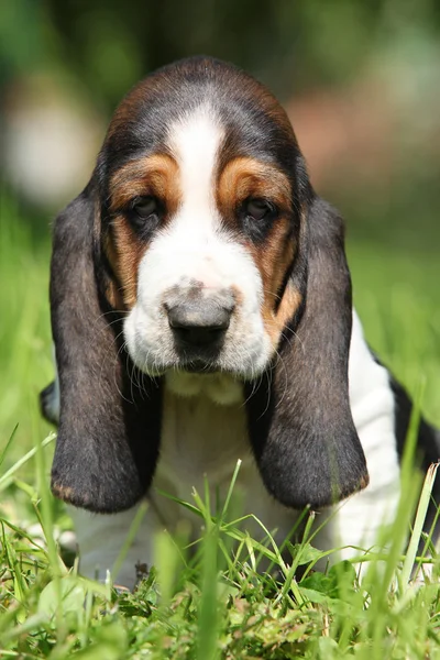 Adorable puppy of basset hound looking at you — Stock Photo, Image