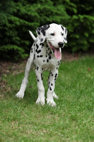 Sorrindo cachorrinho dalmatian no jardim — Fotografia de Stock