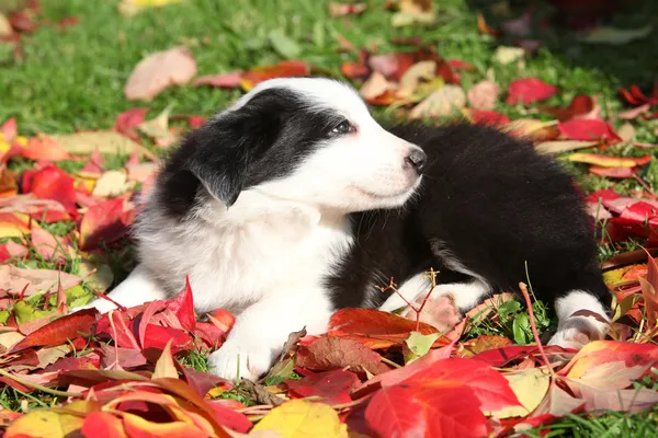 Adorável fronteira collie filhote deitado em folhas vermelhas — Fotografia de Stock