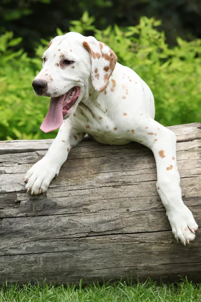 Prachtige Dalmatische pup op de beurs — Stockfoto