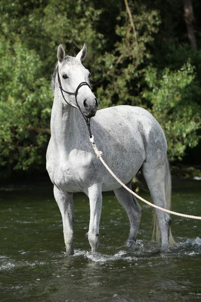 White English Thoroughbred horse in river — Stock Photo, Image