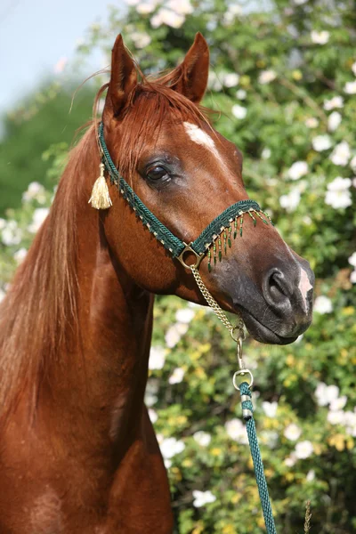 Hermoso caballo árabe frente a algunas flores. — Foto de Stock