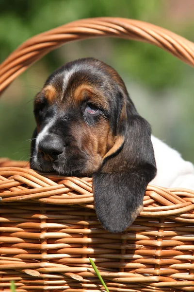 Entzückender Welpe von Basset Hound im Korb — Stockfoto