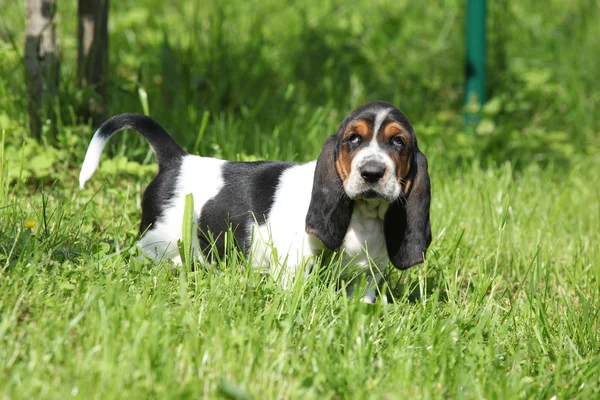 Adorable puppy van basset hound op zoek naar jou — Stockfoto