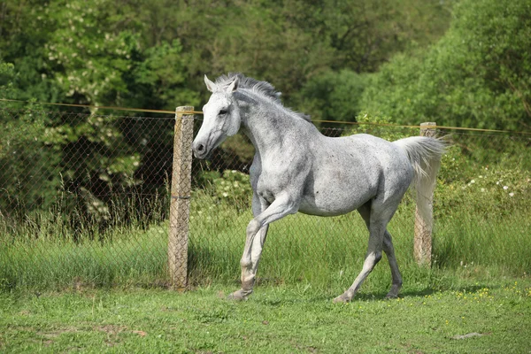 White English Thoroughbred horse in paddock — Stock Photo, Image