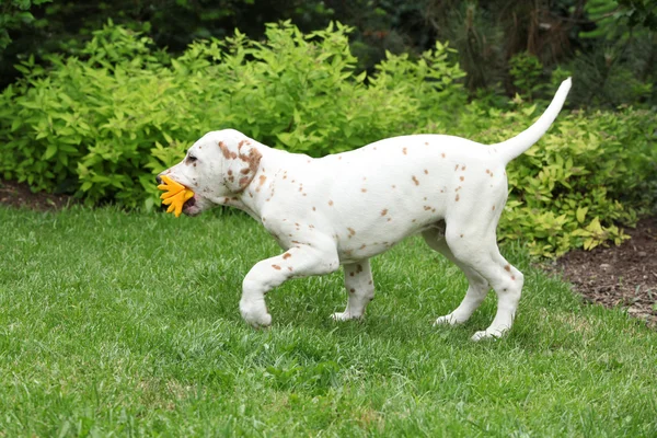 Schattig Dalmatische pup met sommige speelgoed — Stockfoto