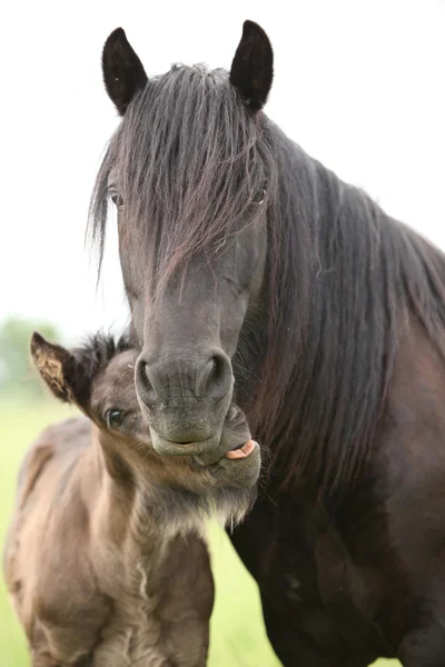 Nice fell pony mare with foal — Stock Photo, Image