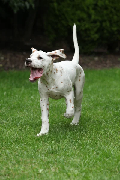 Adorable cachorro dálmata corriendo en el jardín — Foto de Stock