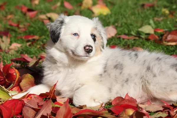 Αξιολάτρευτο σύνορα ποιμενικού σκύλου κουτάβι που βρίσκεται στο κόκκινο φύλλα — Φωτογραφία Αρχείου