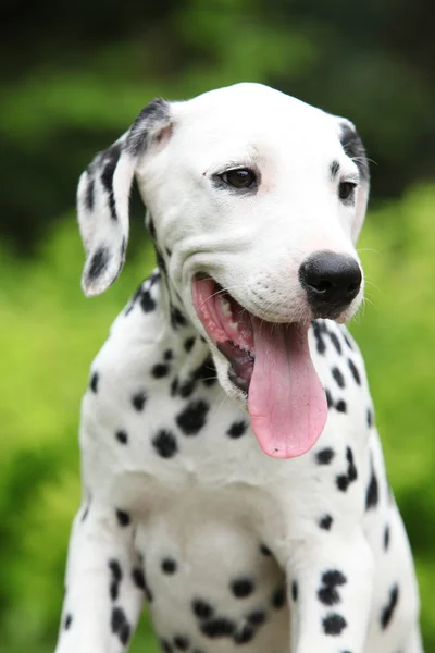 Lindos cachorrinho dalmatian no jardim — Fotografia de Stock