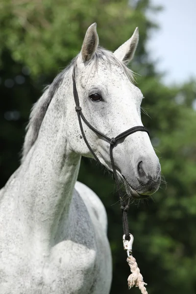 Portret van witte Engelse volbloed paard — Stockfoto