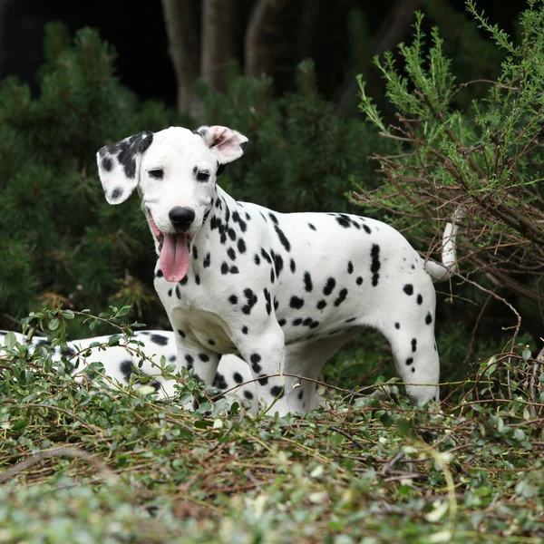 Prachtige Dalmatische puppy in de tuin — Stockfoto