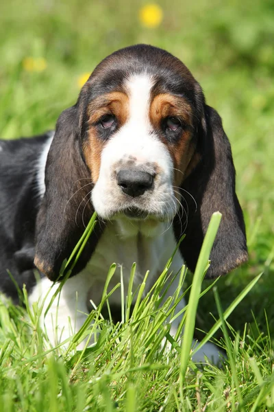 Entzückender Welpe von Basset Hound, der dich ansieht — Stockfoto