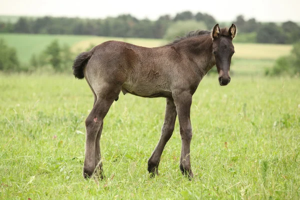 Small friesian foal looking at you — Stock Photo, Image