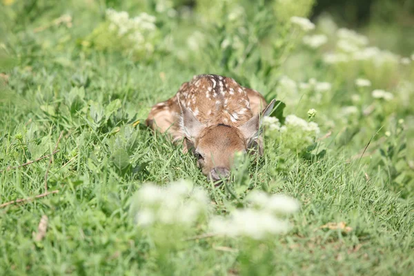 Young small buck hiding in the grass — Stock Photo, Image