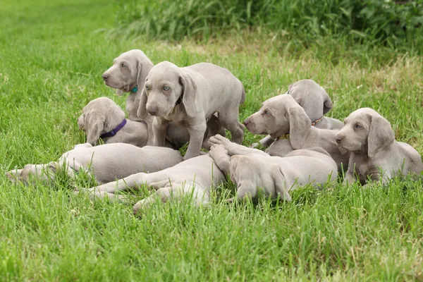 Group of Weimaraner Vorsterhund puppies together