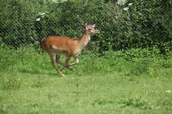 Young buck running on pasturage — Stock Photo, Image