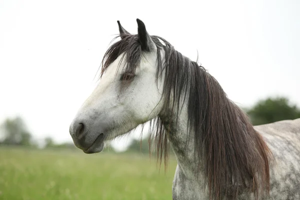 Belle jument poney gris tombé sur pâturage — Photo