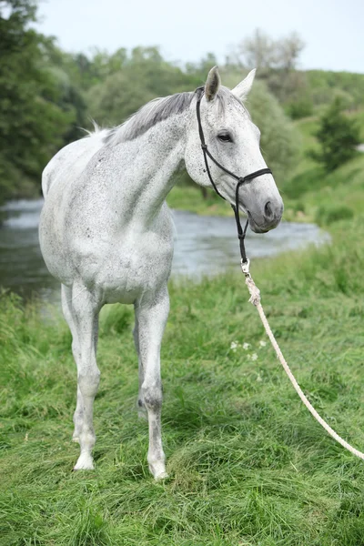 White English Thoroughbred horse in front of river — Stock Photo, Image