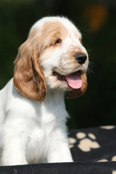 Adorável sorridente Inglês Cocker Spaniel cachorro — Fotografia de Stock