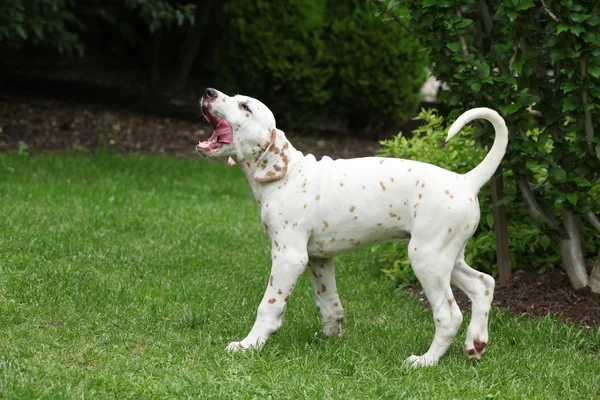 Mooie Dalmatische pup verplaatsen in de tuin — Stockfoto