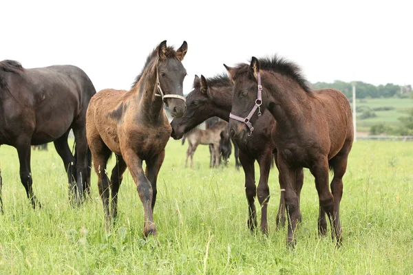 Be foals otlak üzerinde — Stok fotoğraf