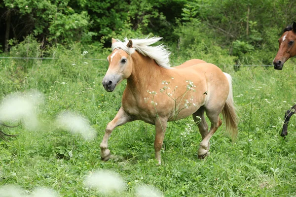 Bella haflinger in esecuzione — Foto Stock