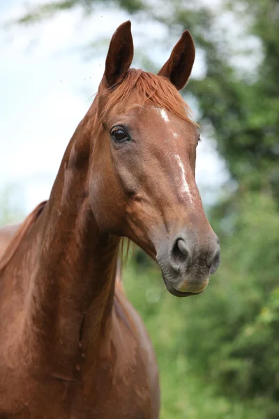 Cavalo castanho olhando — Fotografia de Stock