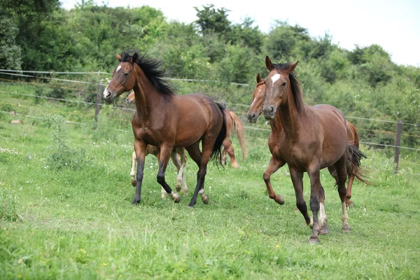 Пакет лошадей, бегущих на пастбище — стоковое фото