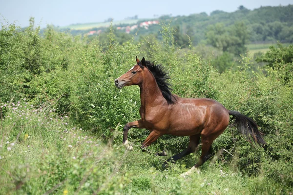 Bonito caballo joven corriendo cuesta arriba — Foto de Stock