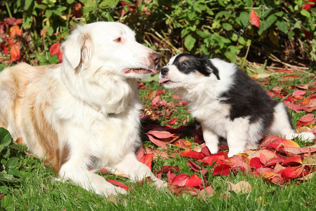 Nice border collie bitch with puppy in red leaves