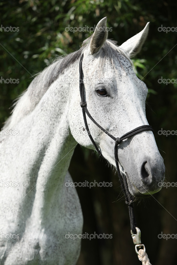 portret van witte engelse volbloed paard — stockfoto © zuzule #25068199