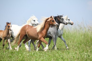 toplu Galce birlikte otlak üzerinde çalışan ponnies