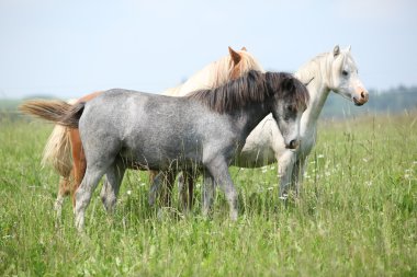 yüksek otların içinde ponnies Galce