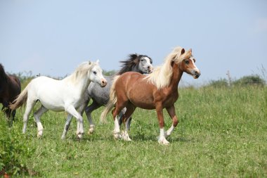 ponnies birlikte çalışan Galce