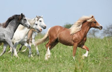 ponnies kestane rengi bir kurşun çalışan Galce