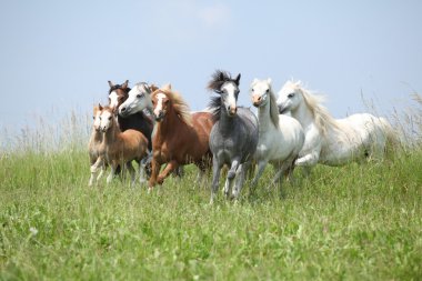 toplu Galce birlikte otlak üzerinde çalışan ponnies
