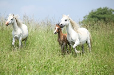 ponnies çalışan Galce