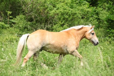 otlak üzerinde çalışan haflinger