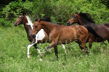 otlak üzerinde üç at
