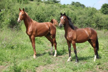 mera üzerinde duran iki genç at