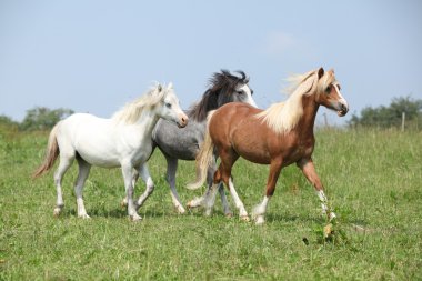 ponnies birlikte çalışan Galce
