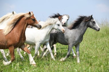 toplu Galce birlikte otlak üzerinde çalışan ponnies