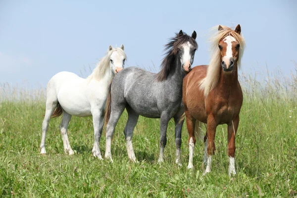 Welsh ponnies staande in de lijn — Stockfoto