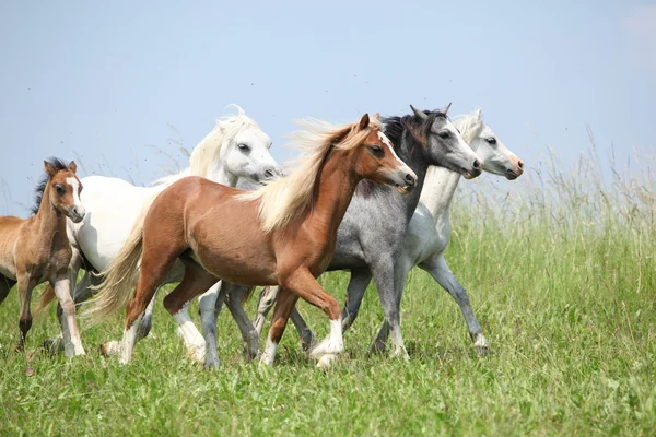 Batch of welsh ponnies running together on pasturage — Stock Photo, Image